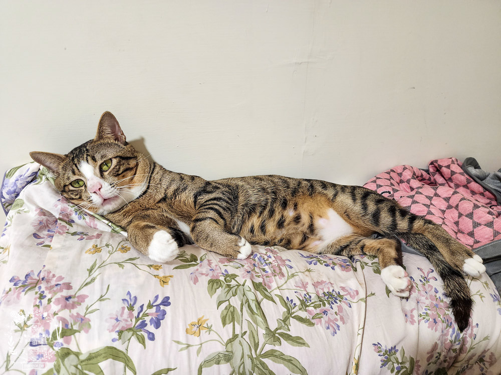 2024飼料推薦[王品寵物安柏希雅飼料評價]適口性極高的低敏無穀飼料貓糧推薦!