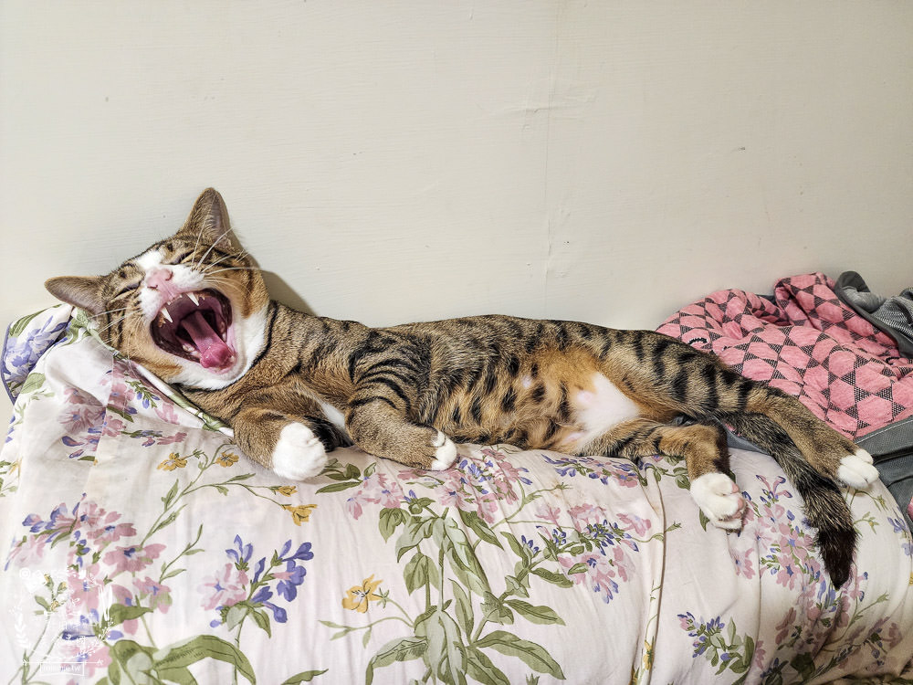 2024飼料推薦[王品寵物安柏希雅飼料評價]適口性極高的低敏無穀飼料貓糧推薦!