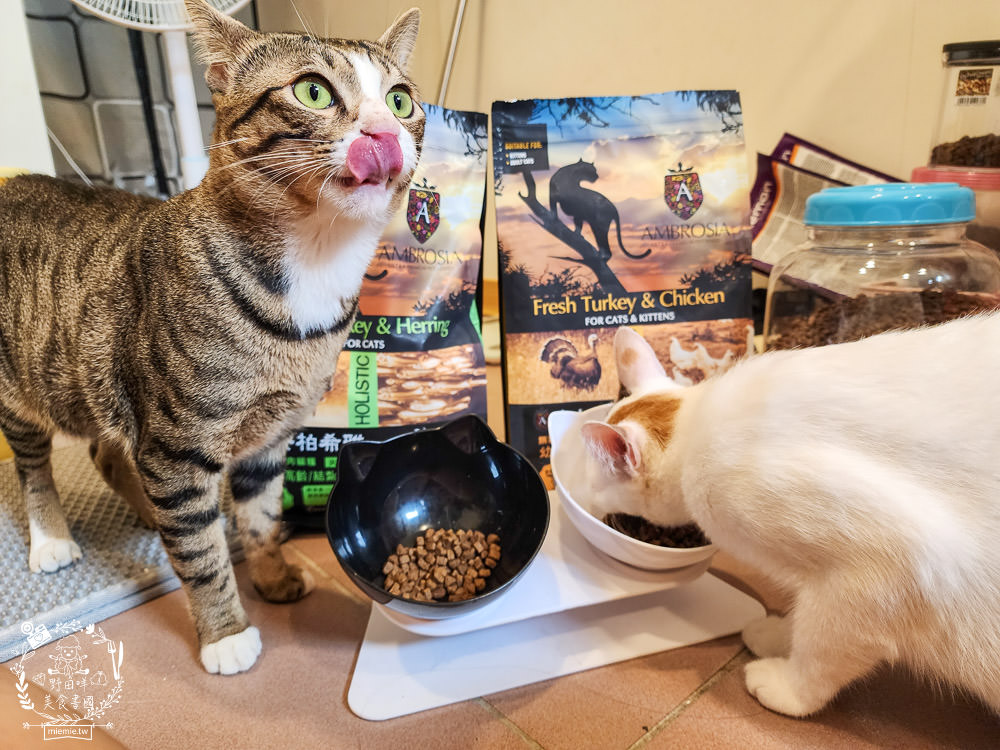2024飼料推薦[王品寵物安柏希雅飼料評價]適口性極高的低敏無穀飼料貓糧推薦!