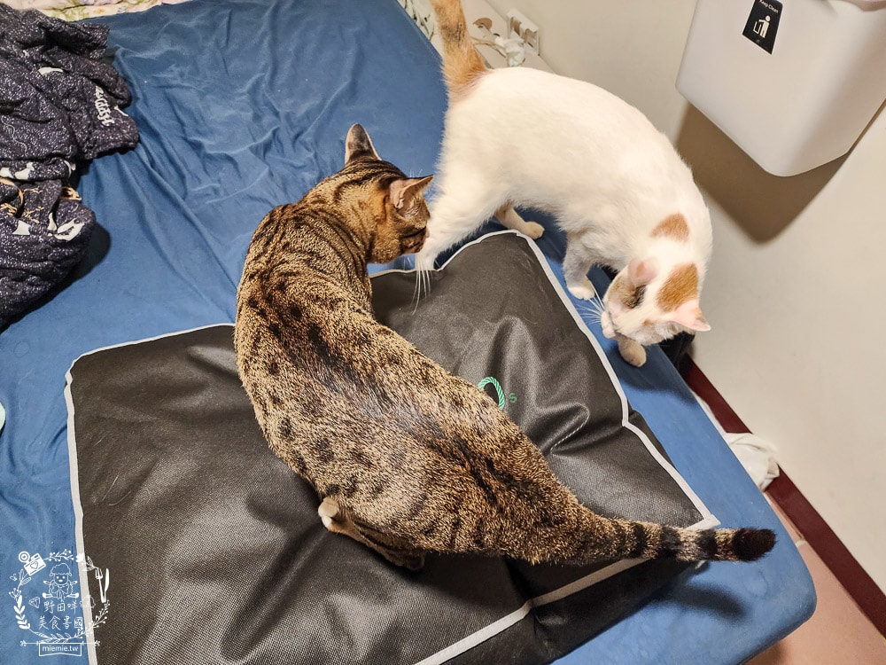 天絲床包推薦[伯尼寢具]暢首易言獨家聯名款60支天絲喵喵甜心床包兩用被組！台灣夏天必備涼爽床被！