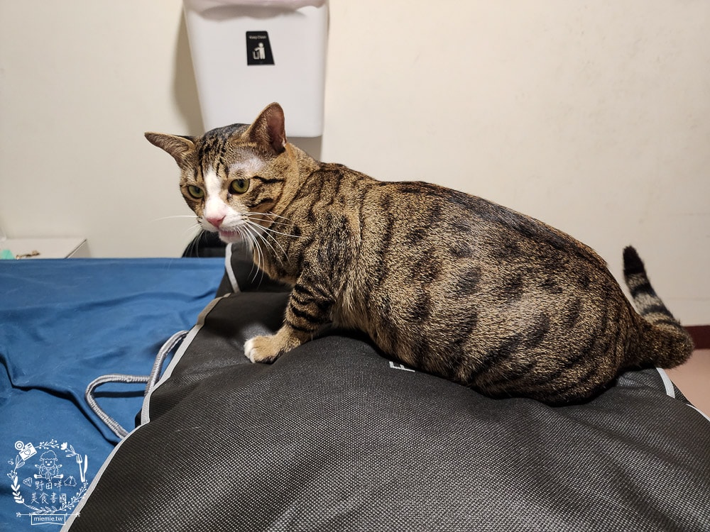 天絲床包推薦[伯尼寢具]暢首易言獨家聯名款60支天絲喵喵甜心床包兩用被組！台灣夏天必備涼爽床被！