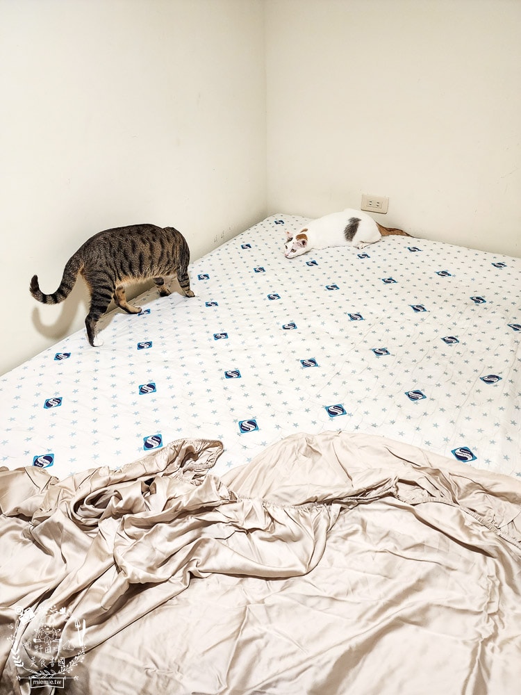 天絲床包推薦[伯尼寢具]暢首易言獨家聯名款60支天絲喵喵甜心床包兩用被組！台灣夏天必備涼爽床被！