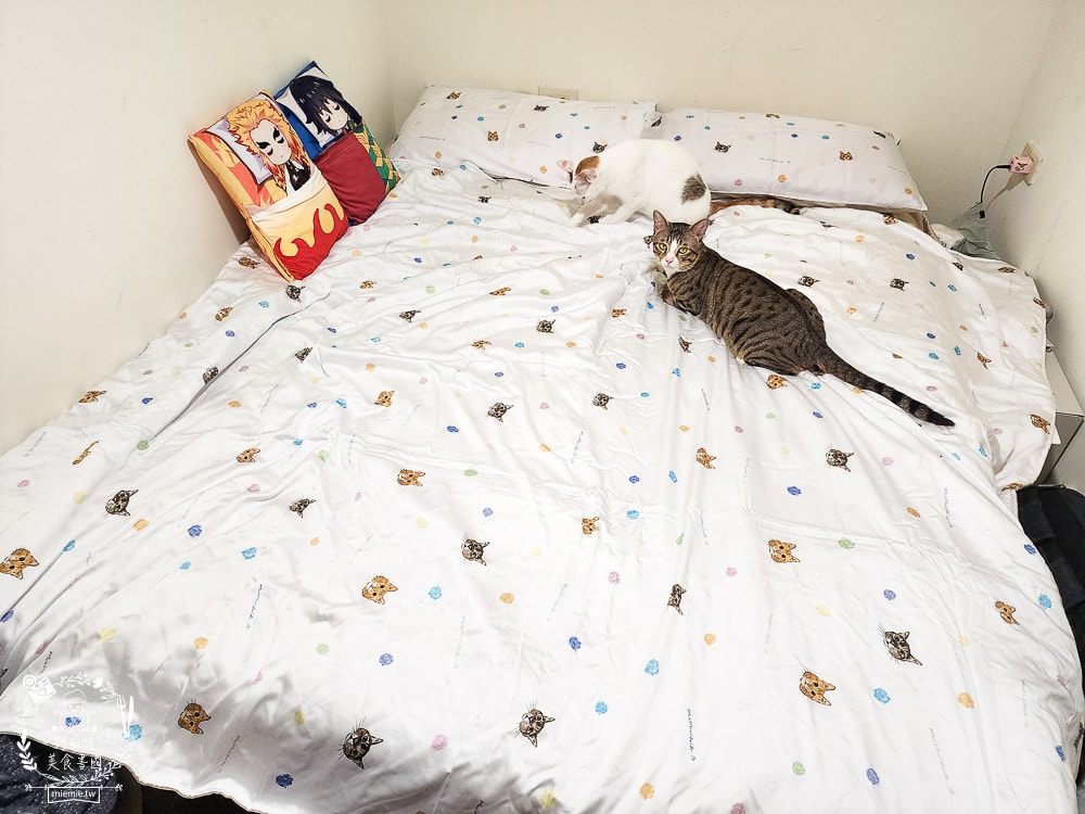 天絲床包推薦[伯尼寢具]暢首易言獨家聯名款60支天絲喵喵甜心床包兩用被組！台灣夏天必備涼爽床被！