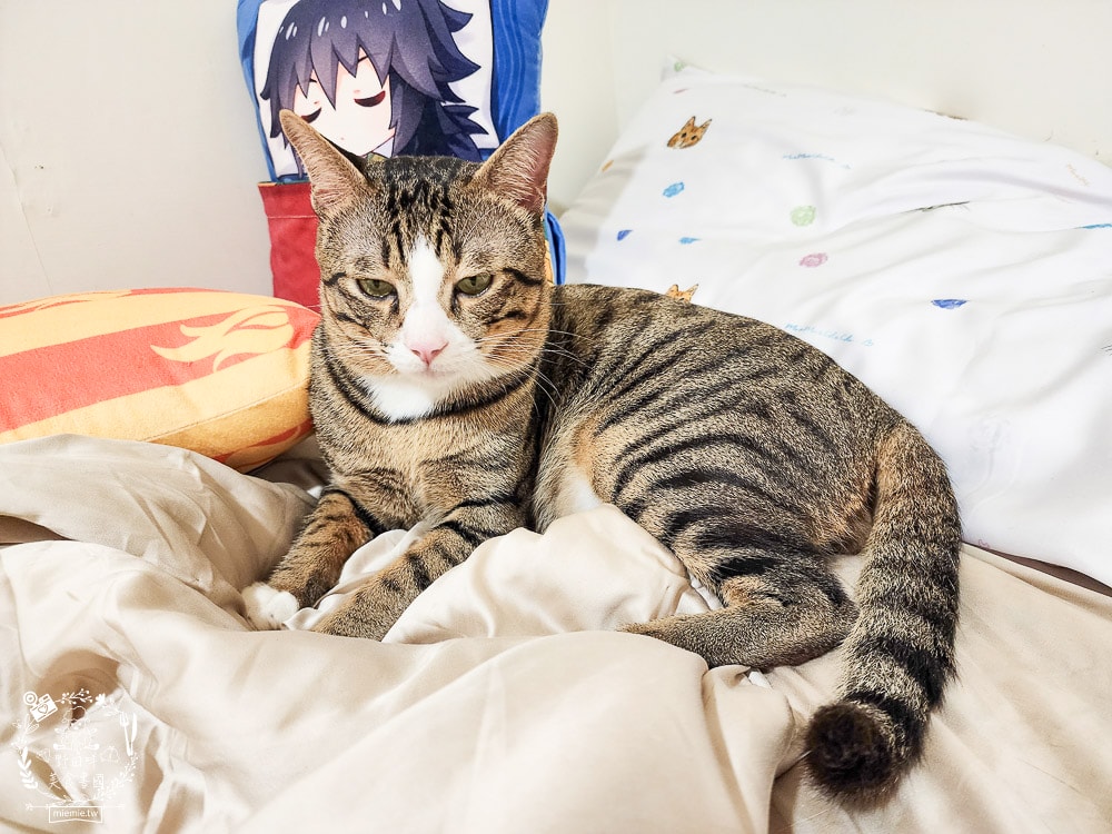 天絲床包推薦[伯尼寢具]暢首易言獨家聯名款60支天絲喵喵甜心床包兩用被組！台灣夏天必備涼爽床被！