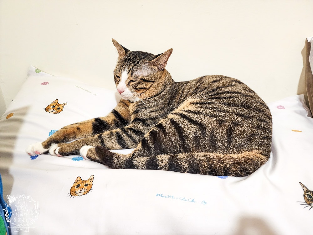 天絲床包推薦[伯尼寢具]暢首易言獨家聯名款60支天絲喵喵甜心床包兩用被組！台灣夏天必備涼爽床被！