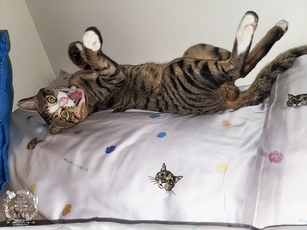 天絲床包推薦[伯尼寢具]暢首易言獨家聯名款60支天絲喵喵甜心床包兩用被組！台灣夏天必備涼爽床被！