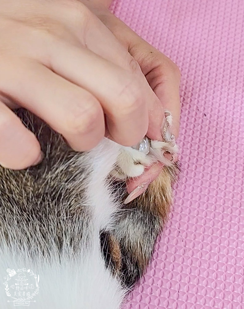 高雄寵物美容推薦|CafeDOG寵物沙龍|超頂級的三步洗護理!頂級豪車免費接送服務! - 第51張圖 高雄寵物美容推薦|CafeDOG寵物沙龍|超頂級的三步洗護理!頂級豪車免費接送服務!