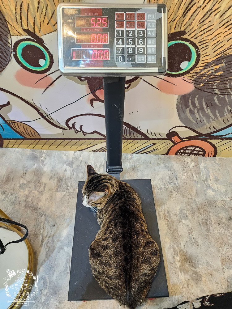 高雄寵物美容推薦|CafeDOG寵物沙龍|超頂級的三步洗護理!頂級豪車免費接送服務! - 第17張圖 高雄寵物美容推薦|CafeDOG寵物沙龍|超頂級的三步洗護理!頂級豪車免費接送服務!