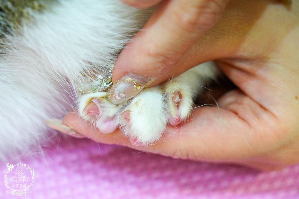 高雄寵物美容推薦|CafeDOG寵物沙龍|超頂級的三步洗護理!頂級豪車免費接送服務! - 第52張圖 高雄寵物美容推薦|CafeDOG寵物沙龍|超頂級的三步洗護理!頂級豪車免費接送服務!