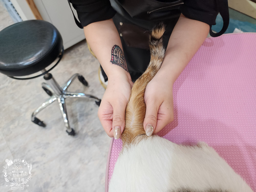 高雄寵物美容推薦|CafeDOG寵物沙龍|超頂級的三步洗護理!頂級豪車免費接送服務! - 第43張圖 高雄寵物美容推薦|CafeDOG寵物沙龍|超頂級的三步洗護理!頂級豪車免費接送服務!