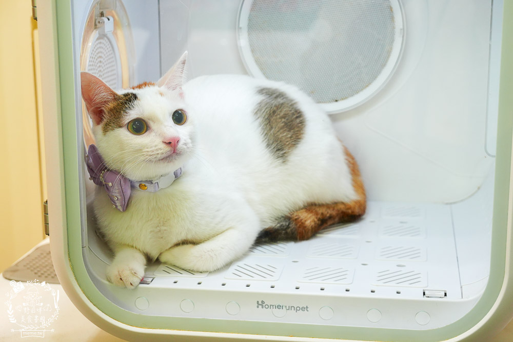 高雄寵物美容推薦|CafeDOG寵物沙龍|超頂級的三步洗護理!頂級豪車免費接送服務! - 第55張圖 高雄寵物美容推薦|CafeDOG寵物沙龍|超頂級的三步洗護理!頂級豪車免費接送服務!