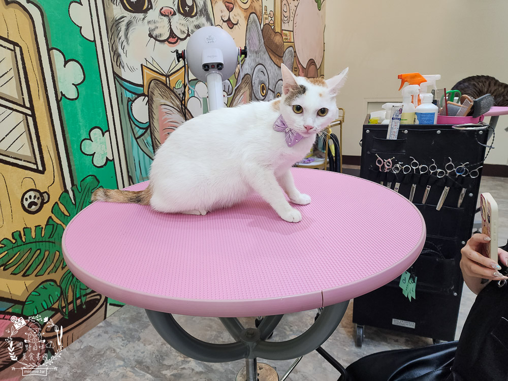 高雄寵物美容推薦|CafeDOG寵物沙龍|超頂級的三步洗護理!頂級豪車免費接送服務! - 第56張圖 高雄寵物美容推薦|CafeDOG寵物沙龍|超頂級的三步洗護理!頂級豪車免費接送服務!