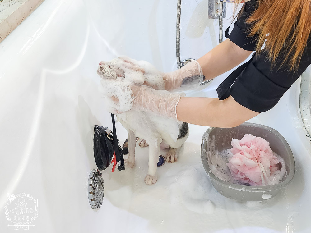 高雄寵物美容推薦|CafeDOG寵物沙龍|超頂級的三步洗護理!頂級豪車免費接送服務! - 第28張圖 高雄寵物美容推薦|CafeDOG寵物沙龍|超頂級的三步洗護理!頂級豪車免費接送服務!