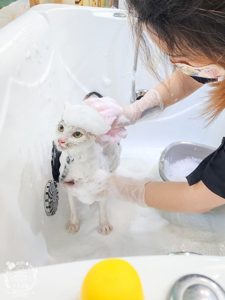 高雄寵物美容推薦|CafeDOG寵物沙龍|超頂級的三步洗護理!頂級豪車免費接送服務! - 第32張圖 高雄寵物美容推薦|CafeDOG寵物沙龍|超頂級的三步洗護理!頂級豪車免費接送服務!