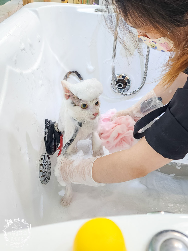 高雄寵物美容推薦|CafeDOG寵物沙龍|超頂級的三步洗護理!頂級豪車免費接送服務! - 第33張圖 高雄寵物美容推薦|CafeDOG寵物沙龍|超頂級的三步洗護理!頂級豪車免費接送服務!