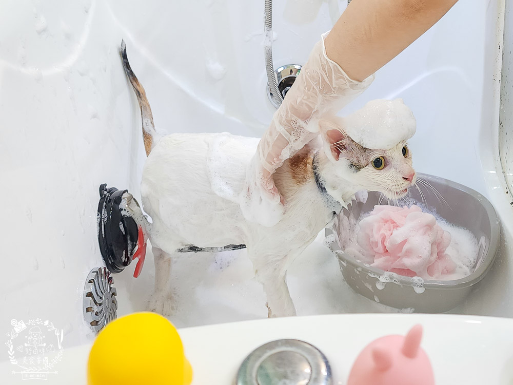 高雄寵物美容推薦|CafeDOG寵物沙龍|超頂級的三步洗護理!頂級豪車免費接送服務! - 第34張圖 高雄寵物美容推薦|CafeDOG寵物沙龍|超頂級的三步洗護理!頂級豪車免費接送服務!