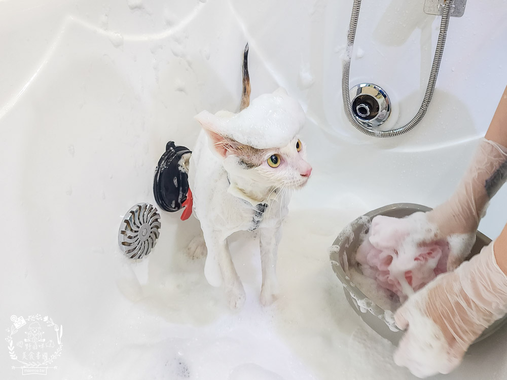 高雄寵物美容推薦|CafeDOG寵物沙龍|超頂級的三步洗護理!頂級豪車免費接送服務! - 第35張圖 高雄寵物美容推薦|CafeDOG寵物沙龍|超頂級的三步洗護理!頂級豪車免費接送服務!