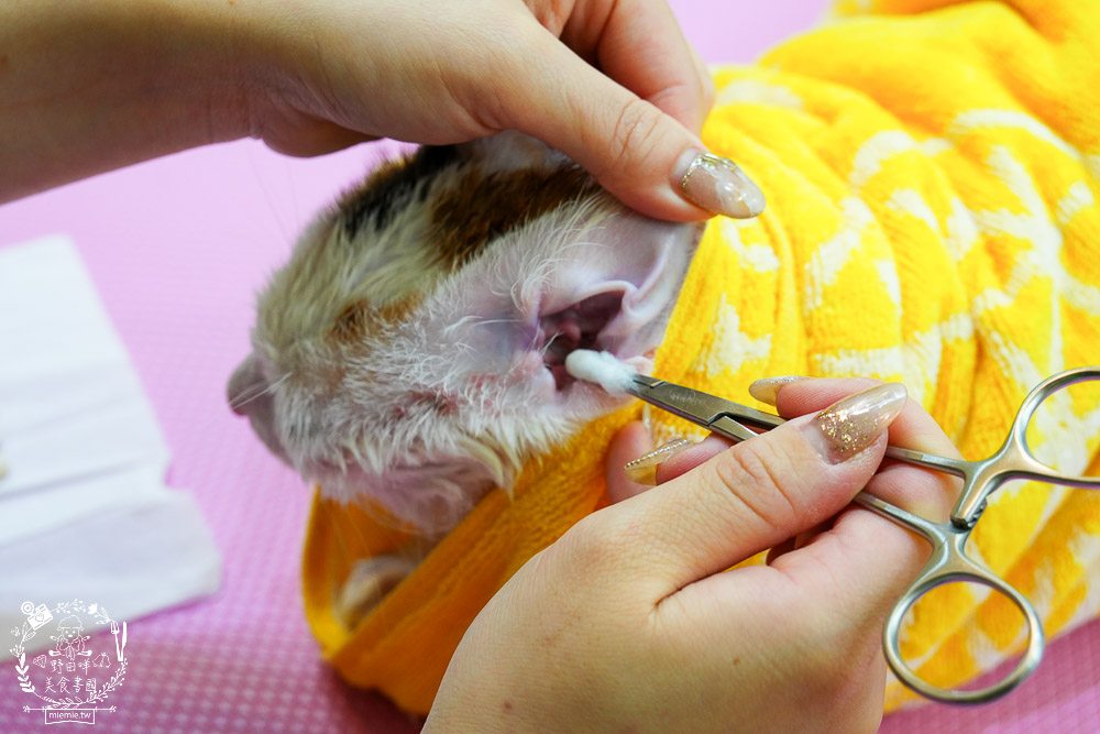 高雄寵物美容推薦|CafeDOG寵物沙龍|超頂級的三步洗護理!頂級豪車免費接送服務! - 第45張圖 高雄寵物美容推薦|CafeDOG寵物沙龍|超頂級的三步洗護理!頂級豪車免費接送服務!