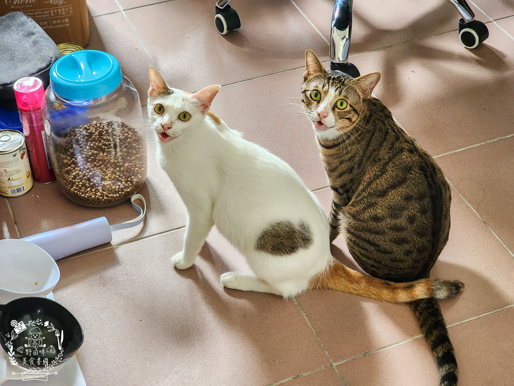 Natural Kitty自然小貓低碳無穀凍乾糧+Cherie法麗主食罐|高蛋白低碳水的貓咪無穀乾糧與主食罐! - 第17張圖 Natural Kitty自然小貓低碳無穀凍乾糧+Cherie法麗主食罐|高蛋白低碳水的貓咪無穀乾糧與主食罐!