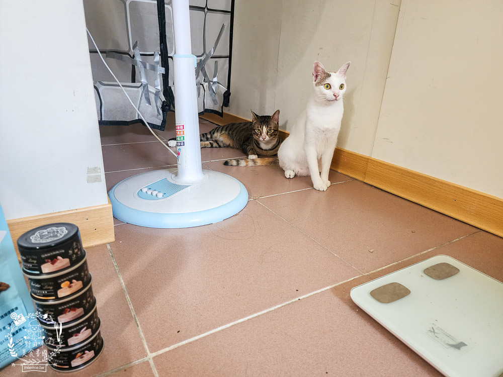 Natural Kitty自然小貓低碳無穀凍乾糧+Cherie法麗主食罐|高蛋白低碳水的貓咪無穀乾糧與主食罐! - 第13張圖 Natural Kitty自然小貓低碳無穀凍乾糧+Cherie法麗主食罐|高蛋白低碳水的貓咪無穀乾糧與主食罐!