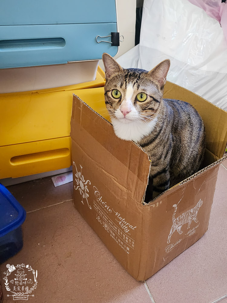 Natural Kitty自然小貓低碳無穀凍乾糧+Cherie法麗主食罐|高蛋白低碳水的貓咪無穀乾糧與主食罐! - 第18張圖 Natural Kitty自然小貓低碳無穀凍乾糧+Cherie法麗主食罐|高蛋白低碳水的貓咪無穀乾糧與主食罐!