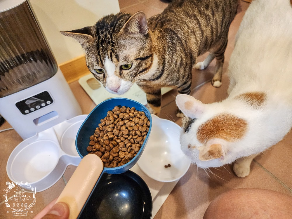 毛孩時代85%鮮雞肉無穀全貓糧&80%鮮魚肉無穀全貓糧|高蛋白低碳水的貓咪無穀貓糧推薦