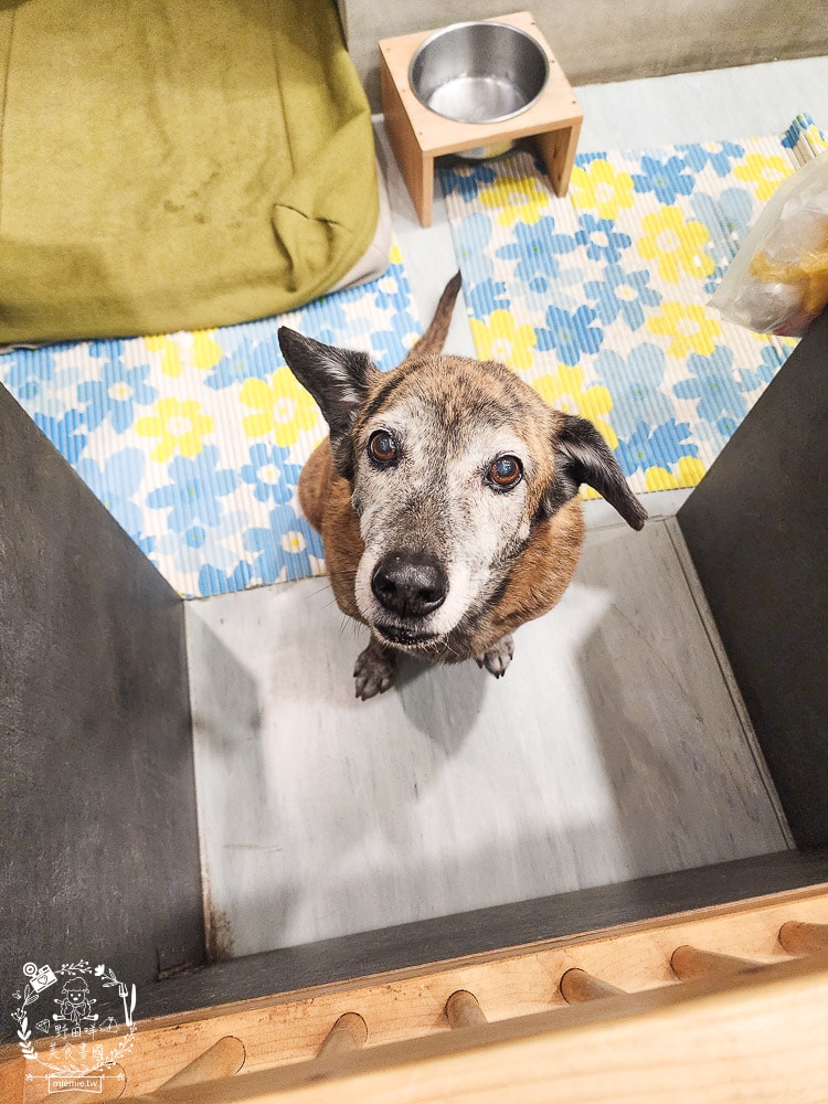 高雄河堤商圈美食餐廳推薦！三民區蔬食料理與複合式料理｜寵物住宿｜氣球派對｜藝術美學｜按摩舒壓｜