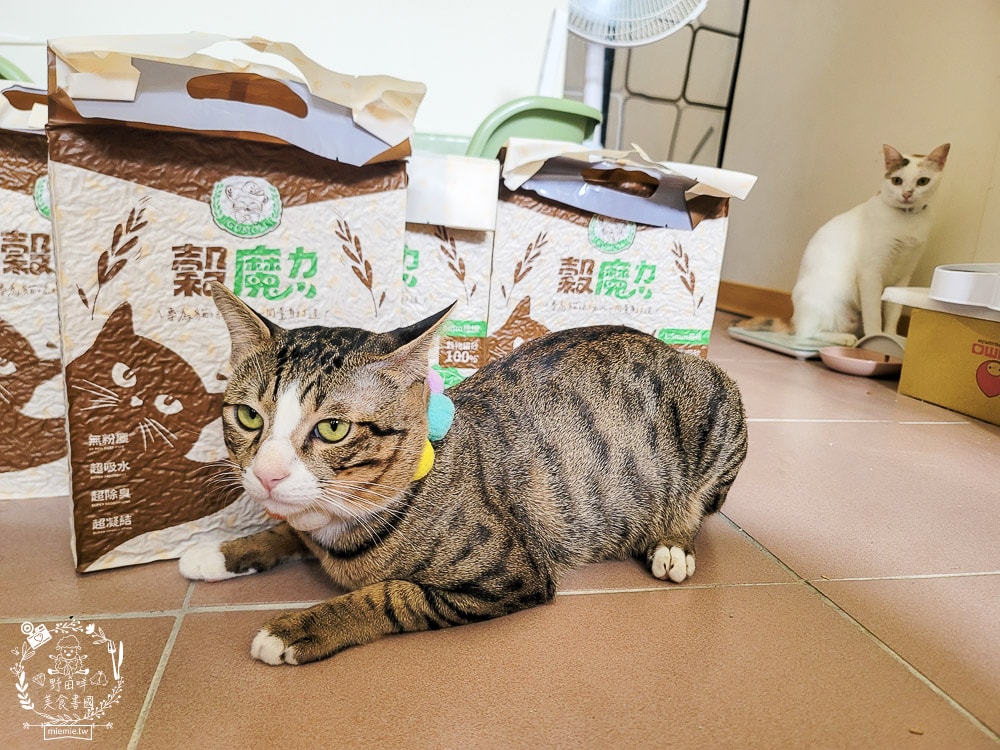 穀物貓砂推薦|穀魔力天然穀物貓砂|除臭力、超強凝結力、粉塵低的貓砂推薦！