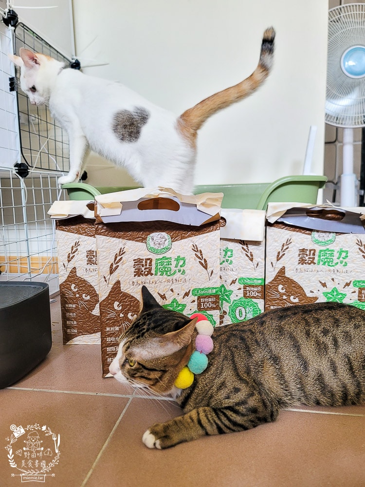 穀物貓砂推薦|穀魔力天然穀物貓砂|除臭力、超強凝結力、粉塵低的貓砂推薦！