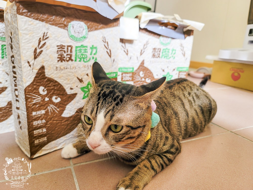 穀物貓砂推薦|穀魔力天然穀物貓砂|除臭力、超強凝結力、粉塵低的貓砂推薦！