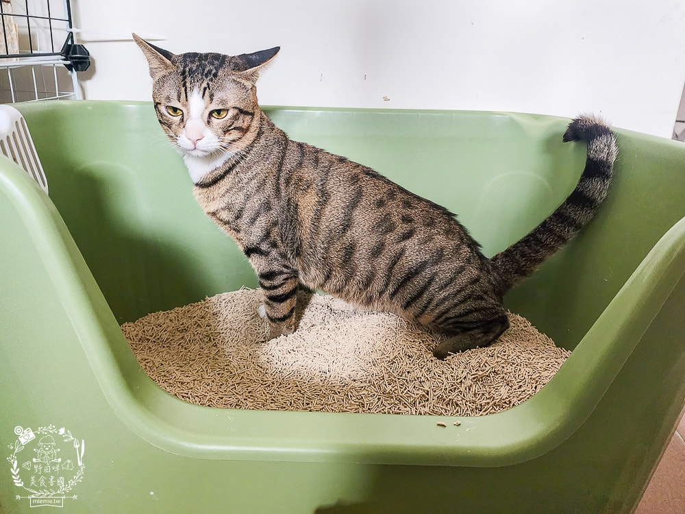 穀物貓砂推薦|穀魔力天然穀物貓砂|除臭力、超強凝結力、粉塵低的貓砂推薦！