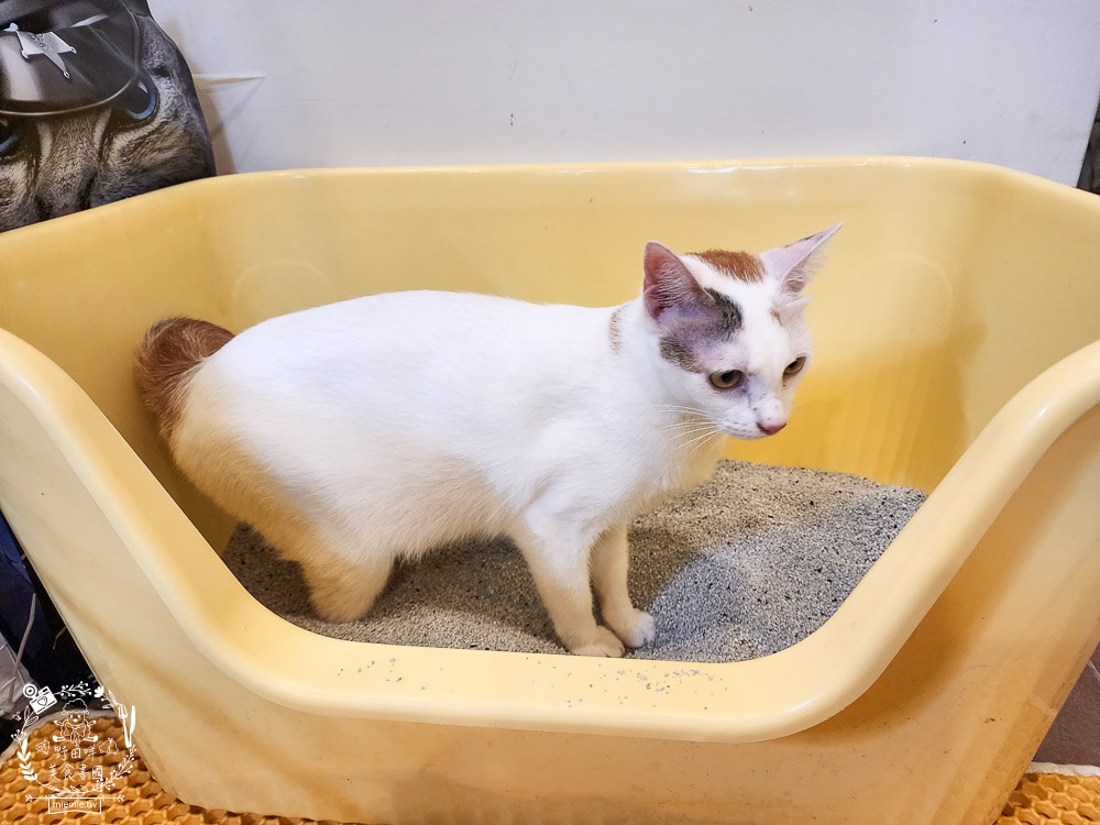 臭味警探貓砂|抑味抗菌長達30-45天，還有99.9%極低粉塵｜100%美國膨潤土+活性碳