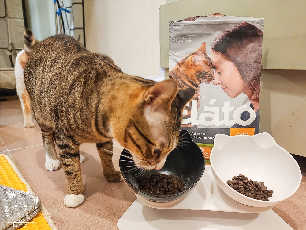 貓咪無穀貓糧推薦[Elato杜莎天然無穀貓糧]含肉量高達73%，碳水只有20.4%營養足夠的無穀乾糧推薦！