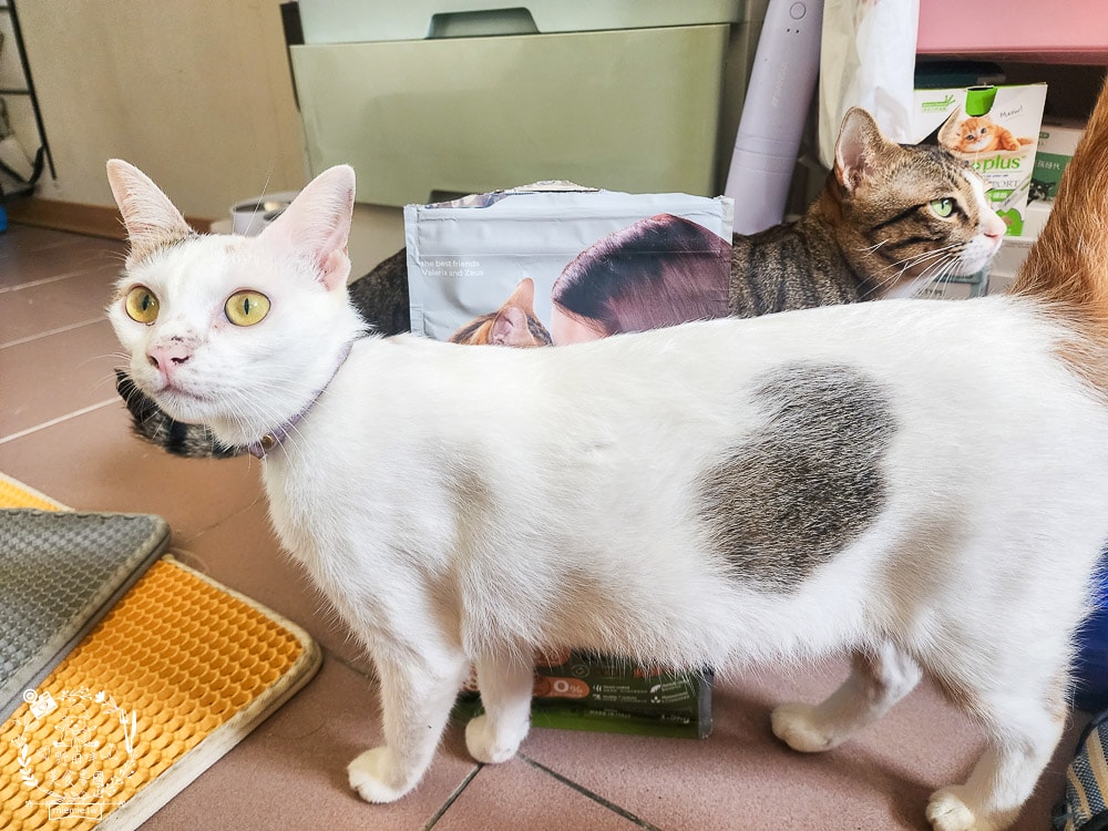 貓咪無穀貓糧推薦[Elato杜莎天然無穀貓糧]含肉量高達73%，碳水只有20.4%營養足夠的無穀乾糧推薦！