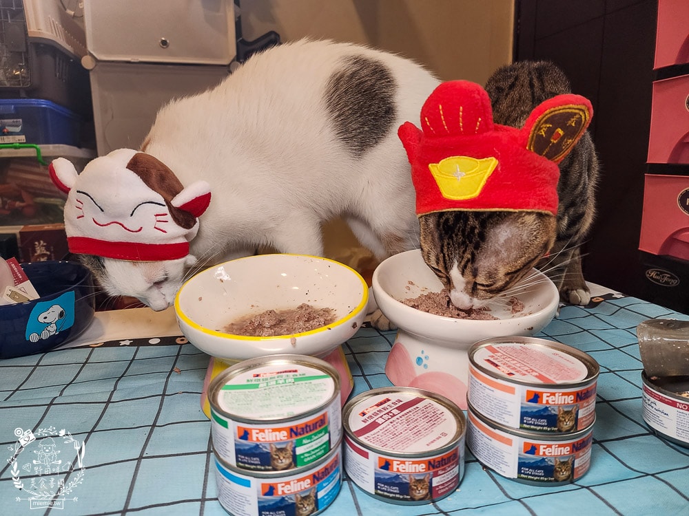 K9 Natural評價Feline Natural貓咪主食凍乾|讓貓咪愛不釋口的高肉量低碳水主食罐！