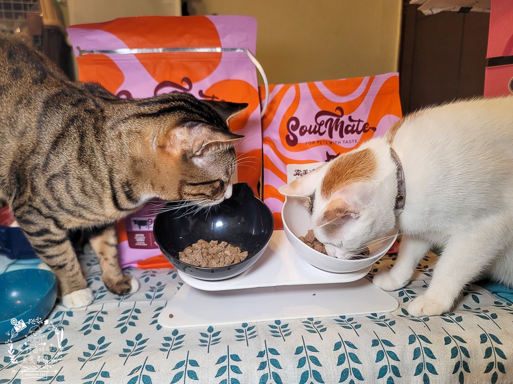 2025寵物開箱/品果國際/索美達SoulMate飼料評價/貓用生食主餐推薦/貓咪凍乾餐分享 - 第13張圖 2025寵物開箱/品果國際/索美達SoulMate飼料評價/貓用生食主餐推薦/貓咪凍乾餐分享