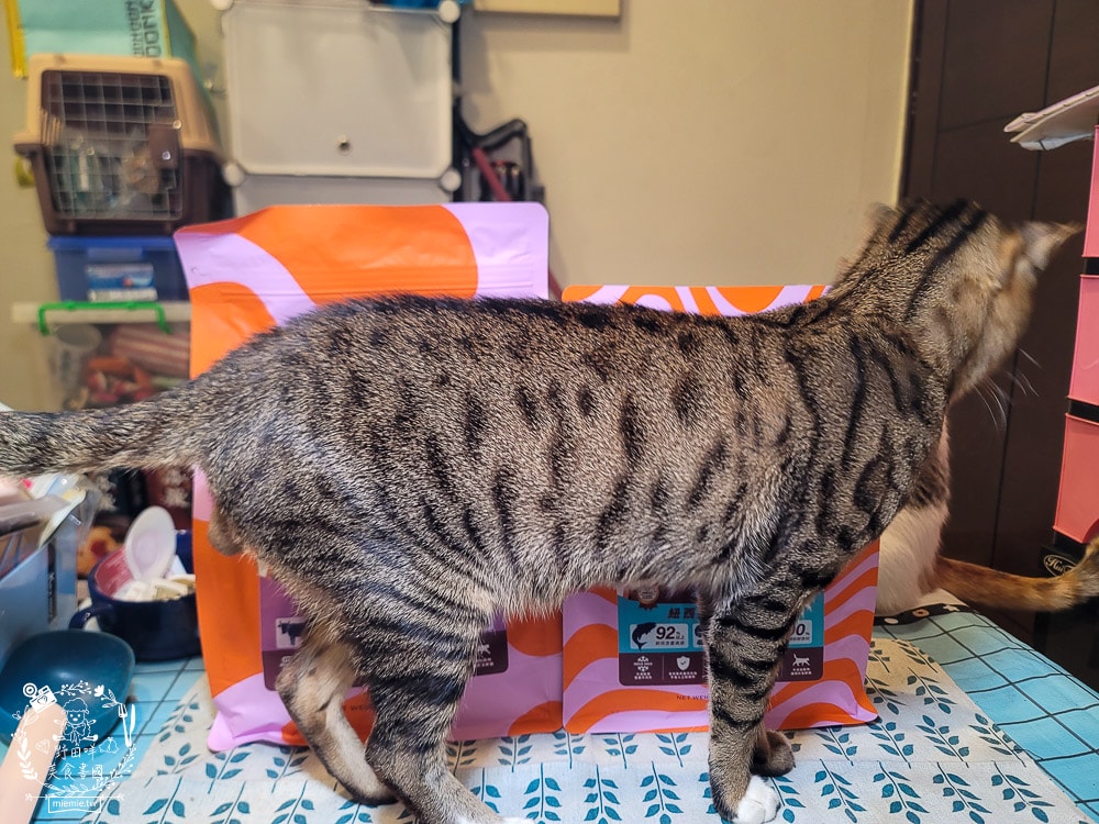 2025寵物開箱/品果國際/索美達SoulMate飼料評價/貓用生食主餐推薦/貓咪凍乾餐分享 - 第23張圖 2025寵物開箱/品果國際/索美達SoulMate飼料評價/貓用生食主餐推薦/貓咪凍乾餐分享