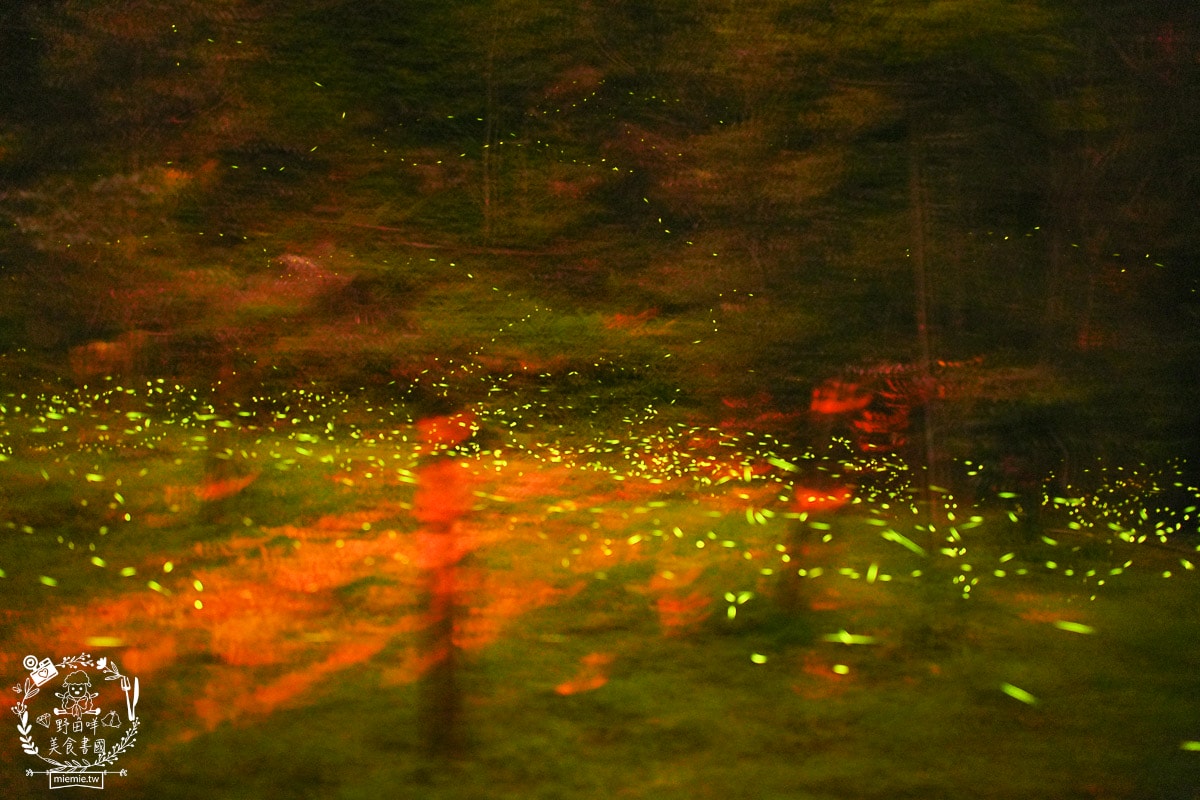 2025高雄那瑪夏賞螢季3/21-4/27搶先開跑!!螢火蟲密度最高的地方，黑翅螢、大端黑螢等15種以上螢火蟲!高雄螢火蟲推薦!