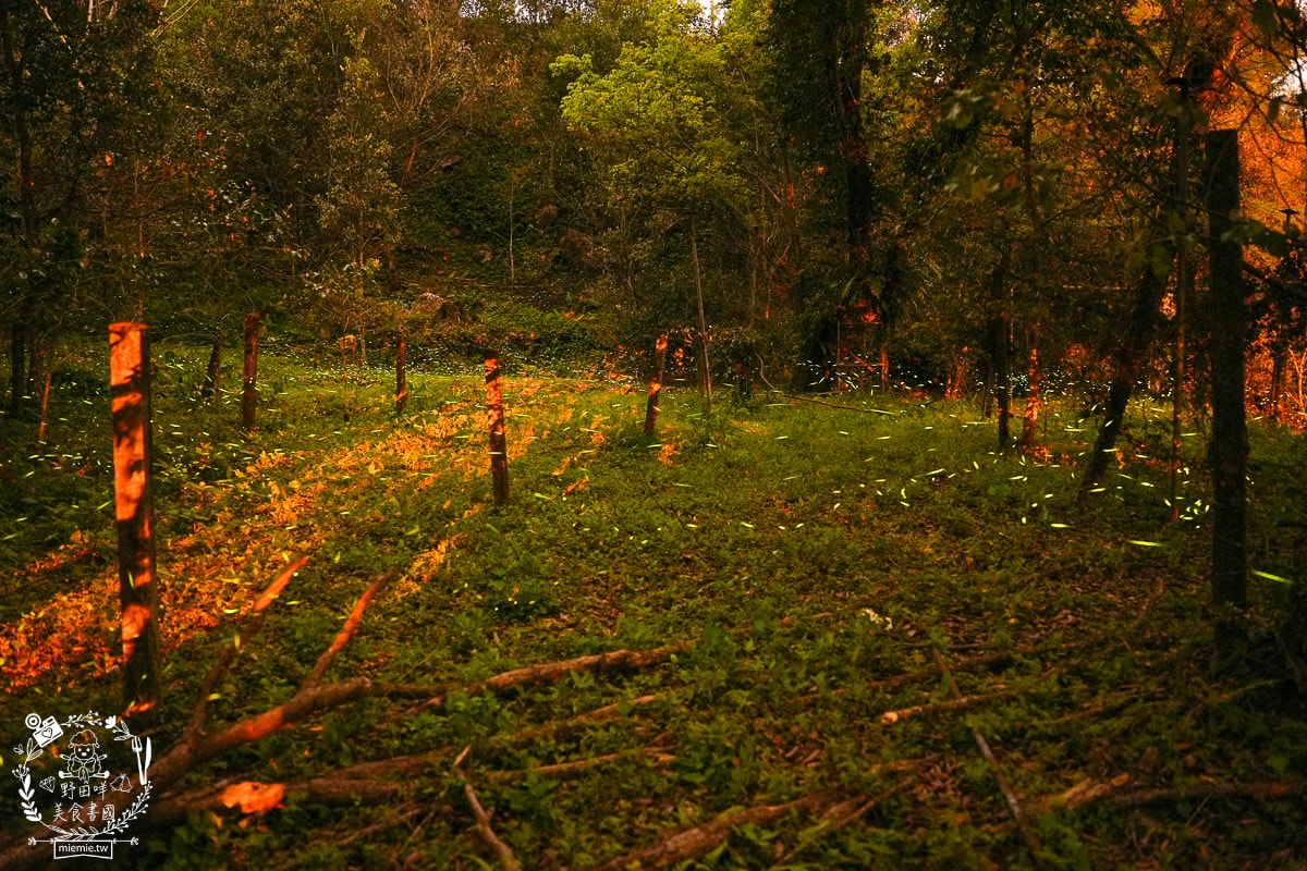 2025高雄那瑪夏賞螢季3/21-4/27搶先開跑!!螢火蟲密度最高的地方，黑翅螢、大端黑螢等15種以上螢火蟲!高雄螢火蟲推薦!