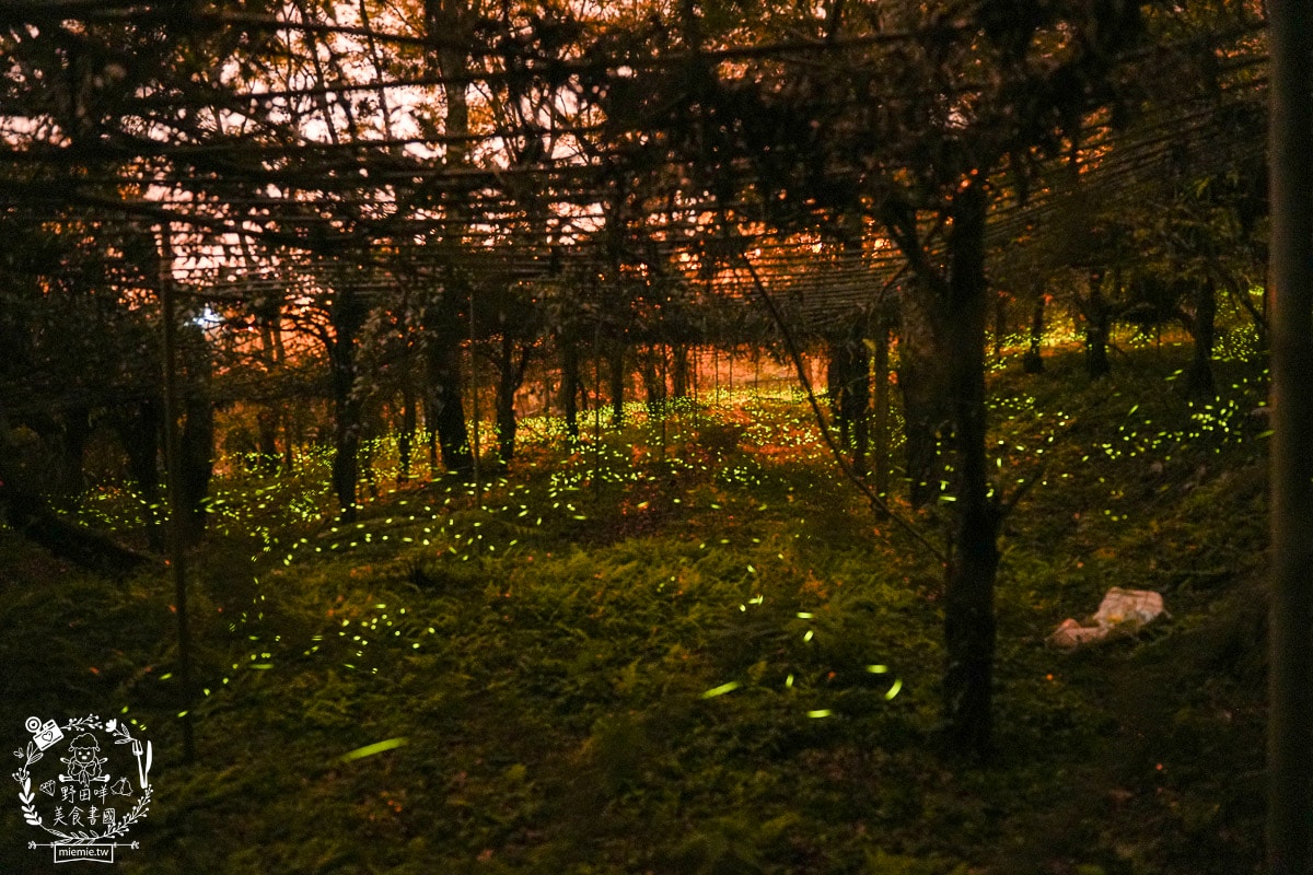 2025高雄那瑪夏賞螢季3/21-4/27搶先開跑!!螢火蟲密度最高的地方，黑翅螢、大端黑螢等15種以上螢火蟲!高雄螢火蟲推薦!