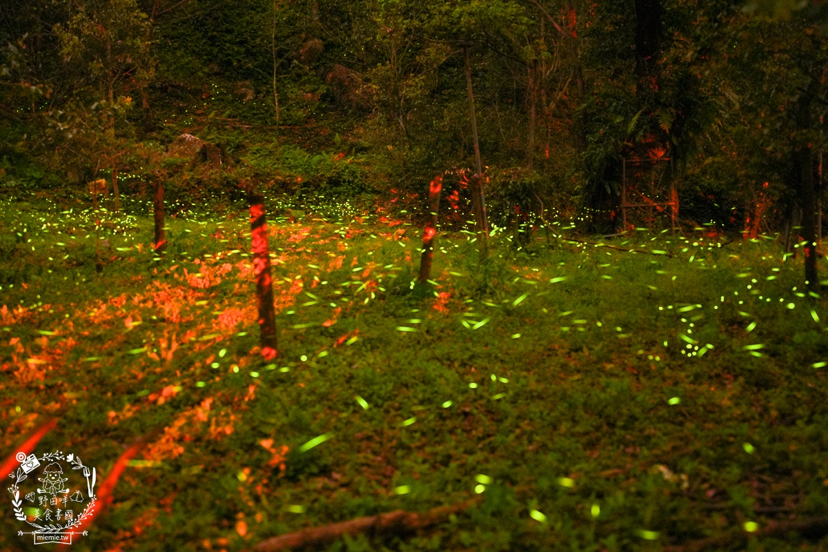 2025高雄那瑪夏賞螢季3/21-4/27搶先開跑!!螢火蟲密度最高的地方，黑翅螢、大端黑螢等15種以上螢火蟲!高雄螢火蟲推薦!