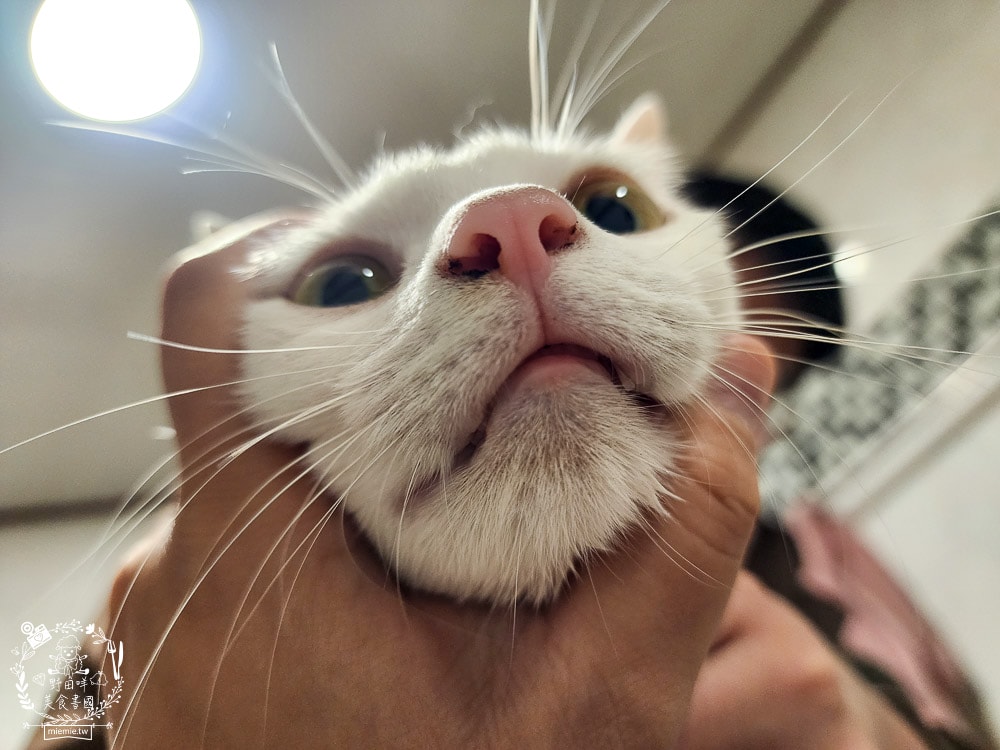 GoodMoFamily歸毛家族-寵物肌膚救星-舒敏保濕洗毛乳+護膚噴液+精萃營養霜|寵物肌膚問題的法寶