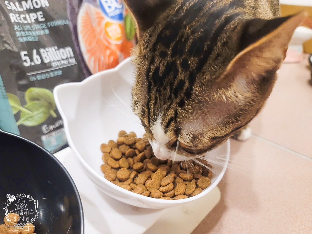 耐吉斯Energy系列益生菌貓飼料推薦！寵糧界的超級能量碗，還有BC30™ 美國專利益生菌守護腸道健康