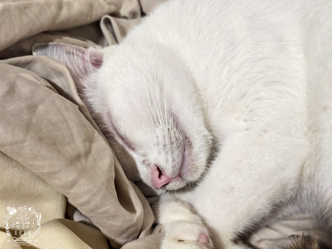 貓免疫力保健粉推薦|喵趣貓營養品開箱實測,陪主子維持健康活力的日常守護力! - 第21張圖 貓免疫力保健粉推薦|喵趣貓營養品開箱實測,陪主子維持健康活力的日常守護力!