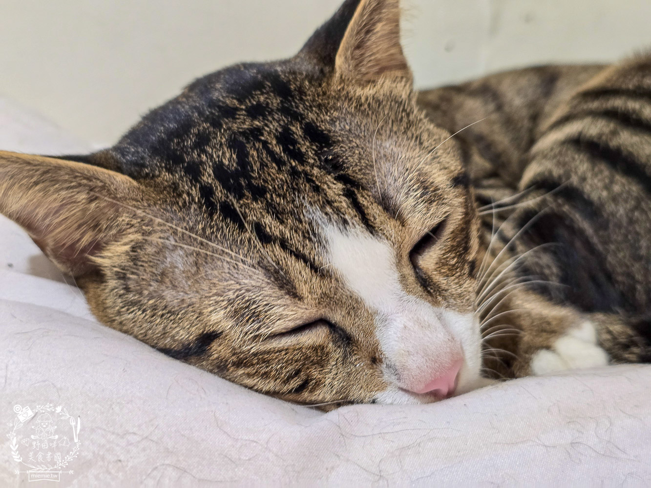 貓免疫力保健粉推薦|喵趣貓營養品開箱實測,陪主子維持健康活力的日常守護力! - 第22張圖 貓免疫力保健粉推薦|喵趣貓營養品開箱實測,陪主子維持健康活力的日常守護力!