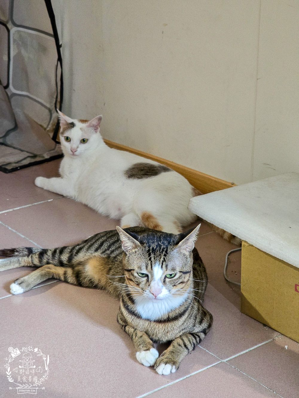 貓免疫力保健粉推薦|喵趣貓營養品開箱實測,陪主子維持健康活力的日常守護力! - 第23張圖 貓免疫力保健粉推薦|喵趣貓營養品開箱實測,陪主子維持健康活力的日常守護力!