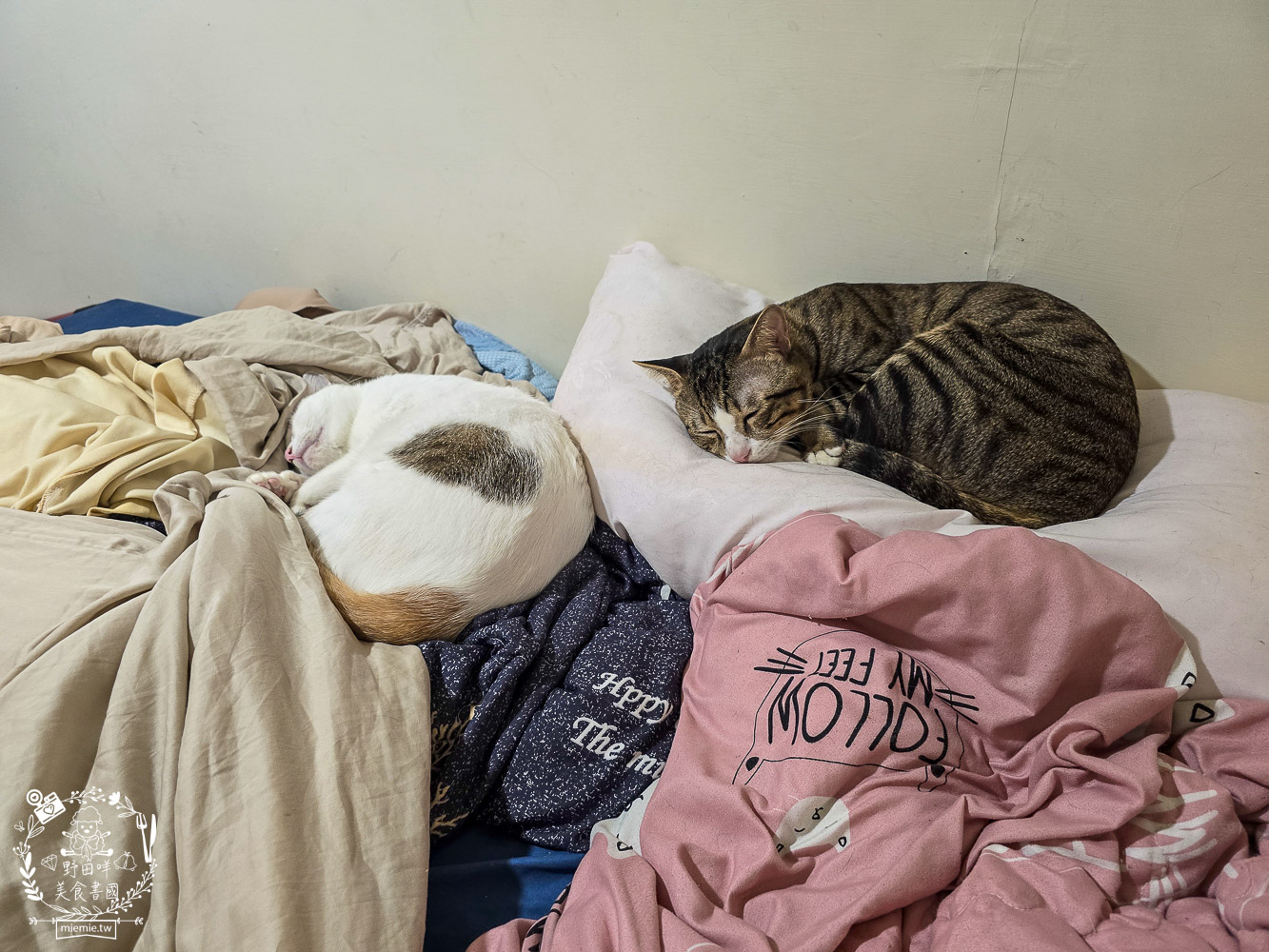 貓免疫力保健粉推薦|喵趣貓營養品開箱實測,陪主子維持健康活力的日常守護力! - 第19張圖 貓免疫力保健粉推薦|喵趣貓營養品開箱實測,陪主子維持健康活力的日常守護力!