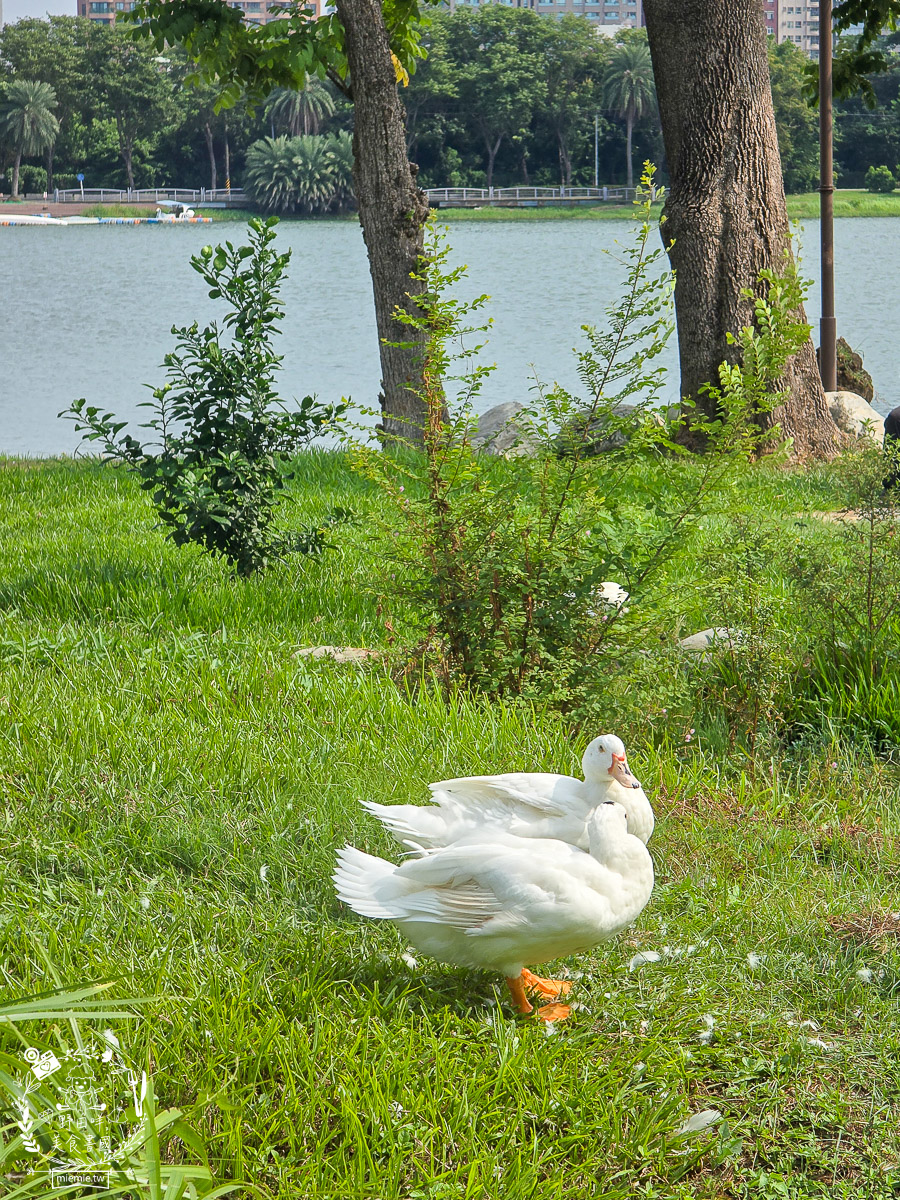 泮咖啡PAMMA COFFEE|高雄蓮池潭絕美玻璃屋咖啡廳!環湖景色賞心悅目超好拍照打卡! - 第33張圖