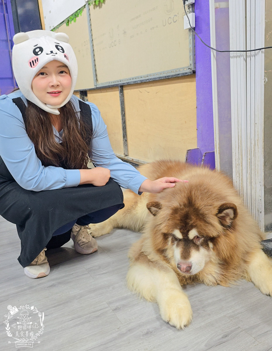 2026高雄旅遊推薦｜小港大坪頂「微笑白雲」全攻略！薩摩耶、布偶貓陪你喝咖啡｜看飛機夕陽的療癒天堂！