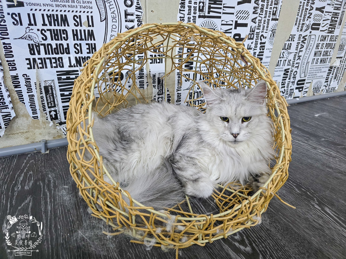 2026高雄旅遊推薦｜小港大坪頂「微笑白雲」全攻略！薩摩耶、布偶貓陪你喝咖啡｜看飛機夕陽的療癒天堂！